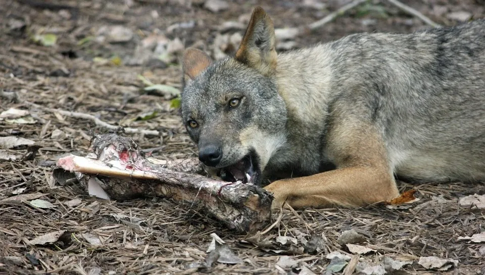 La actividad cinegética no ha impedido la expansión y el crecimiento de la especie al norte y al sur del Duero