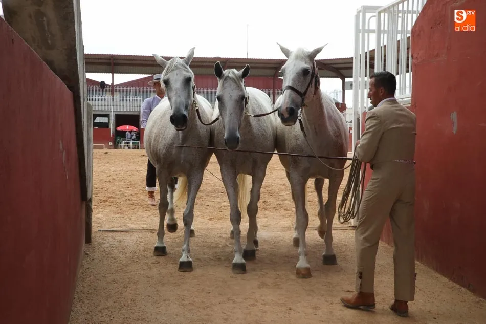 Foto 7 - La entrega de premios clausura el Concurso de Caballos de Pura Raza Espa&ntilde;ola  
