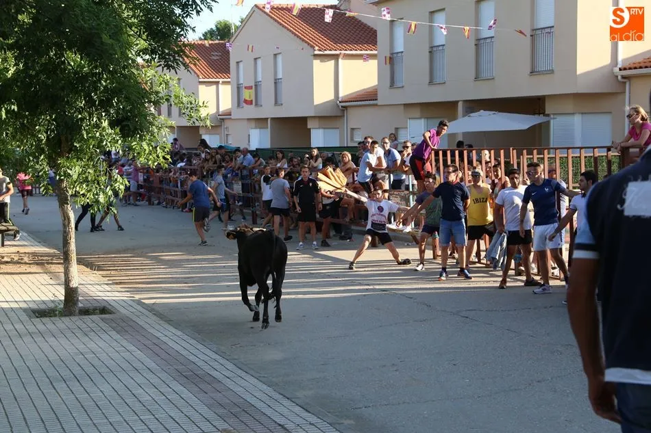 Foto 3 - Villoruela vive su segundo y &uacute;ltimo encierro de las fiestas