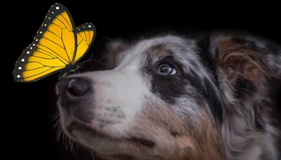 El perro y la mariposa, obra de Jorge Nego