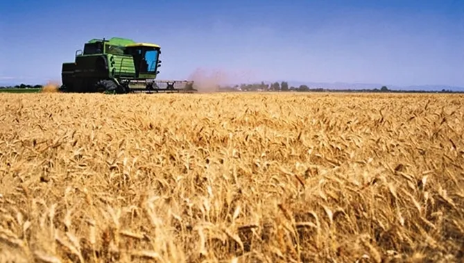 Las últimas tormentas están perjudicando el cereal a punto de ser cosechado