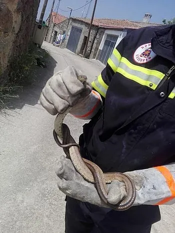 Foto 5 - Los bomberos extinguen un peque&ntilde;o incendio forestal a las afueras de la villa