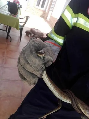 Foto 4 - Los bomberos extinguen un peque&ntilde;o incendio forestal a las afueras de la villa