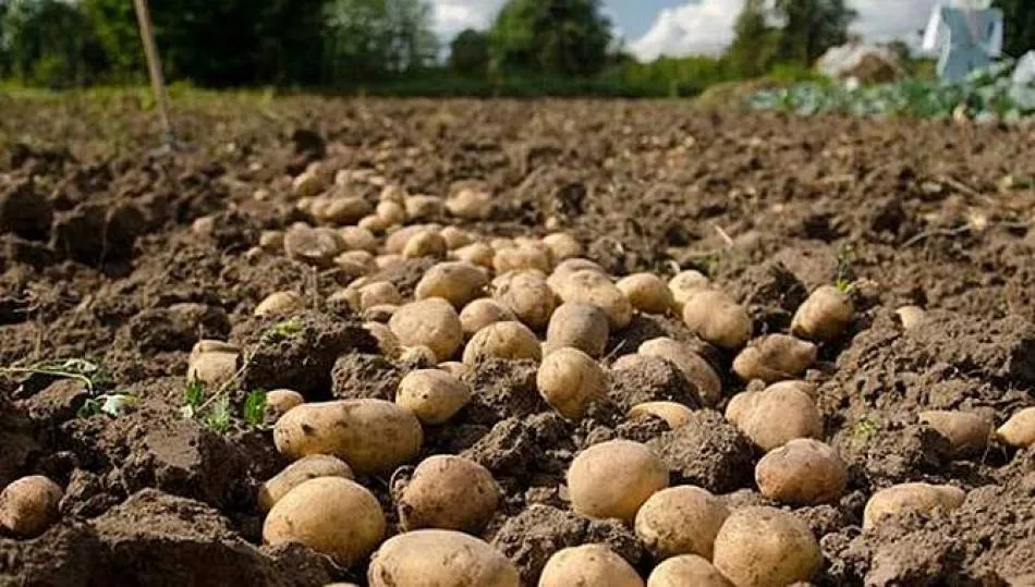 El arranque generalizado comenzará en agosto