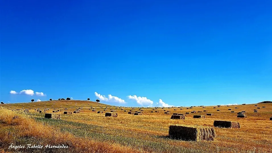 Ofrecimiento de la mies