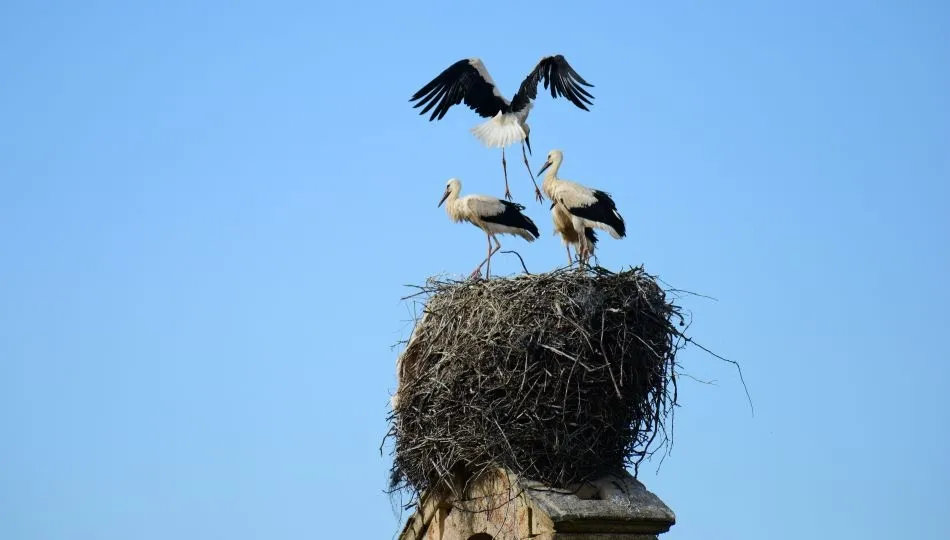 El vuelo hacia otros aires, a un salto de la emancipación