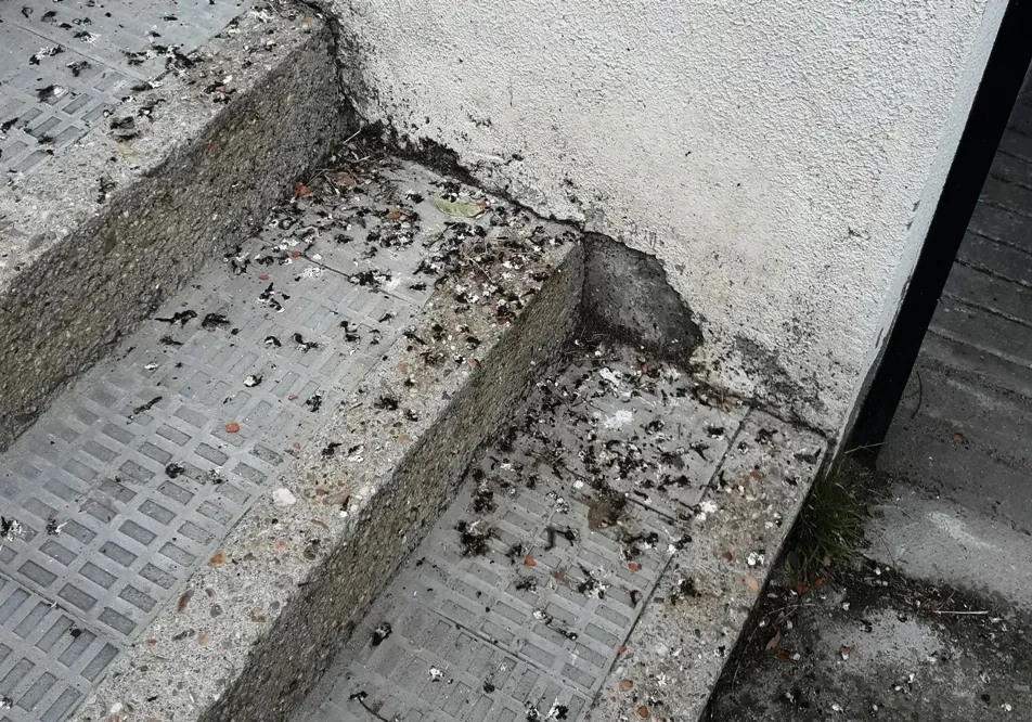 Estado que presentan algunas zonas de El Encinar