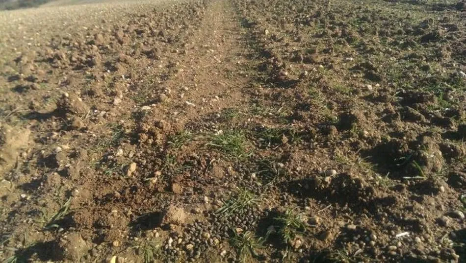 El reforzamiento del vallado facilitará el control de la plaga de conejos