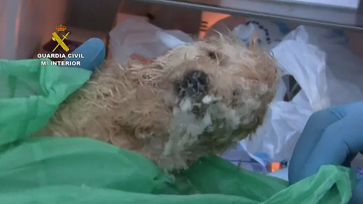 Foto 3 - La Guardia Civil interviene&nbsp;397 perros de raza en un centro de cr&iacute;a ilegal&nbsp;&nbsp;