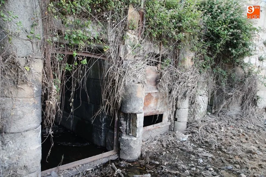 Foto 10 - Los vecinos de Tejares reclaman una limpieza integral de las orillas y el entorno del r&iacute;o&nbsp;