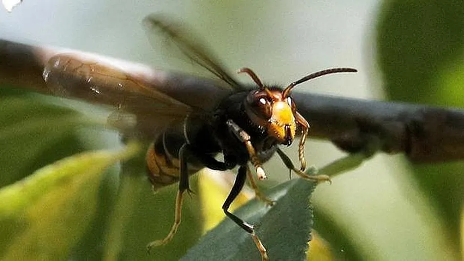 La avispa velutina se expande rápdiamente. Foto: ABC