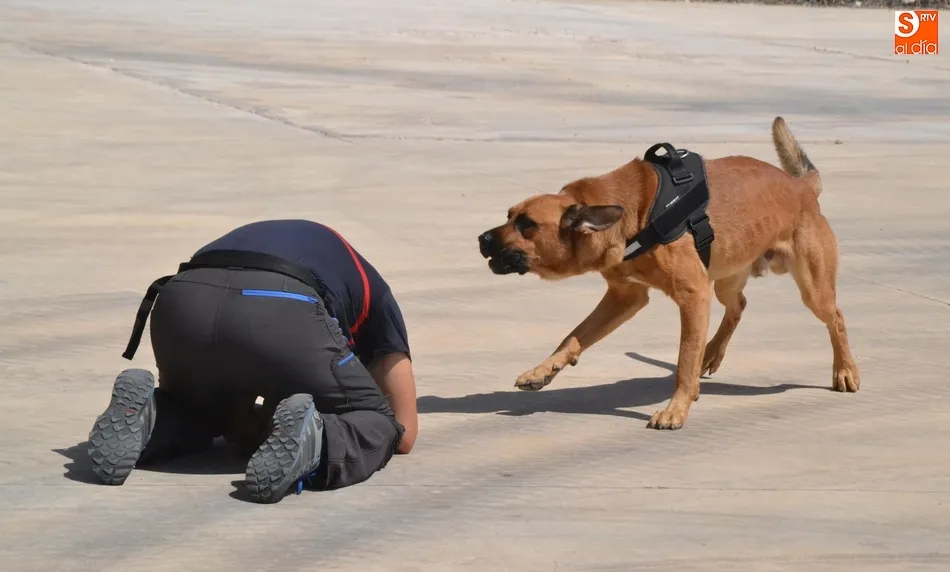 Foto 9 - Los Bomberos incorporan dos perros para la b&uacute;squeda de personas desaparecidas en grandes &aacute;reas  