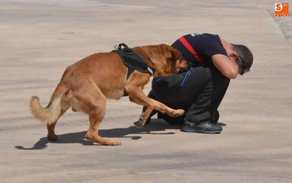 Foto 6 - Los Bomberos incorporan dos perros para la b&uacute;squeda de personas desaparecidas en grandes &aacute;reas  