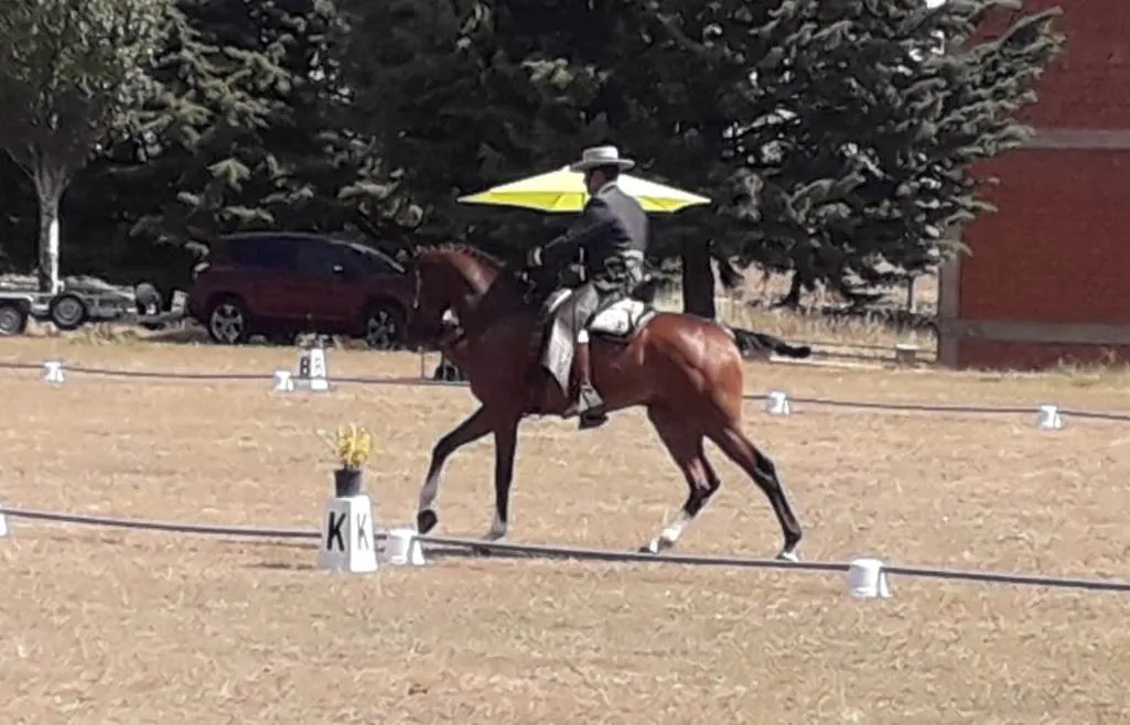 Fuenteguinaldo alberga un nuevo Concurso de Equitación de Trabajo  