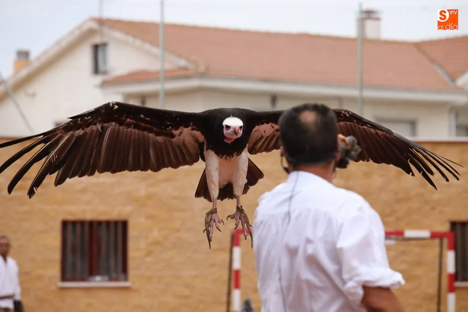 Foto 6 - El desfile de trajes de &eacute;poca da lustre al aniversario de la batalla de Arapiles