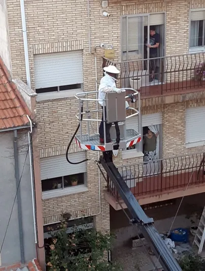 Foto 3 - Avispas comunes y posibles ejemplares de &lsquo;alfarera&rsquo; crean doble alarma en la ciudad este lunes