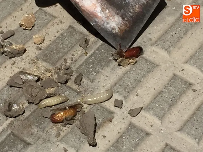 Foto 5 - Avispas comunes y posibles ejemplares de &lsquo;alfarera&rsquo; crean doble alarma en la ciudad este lunes