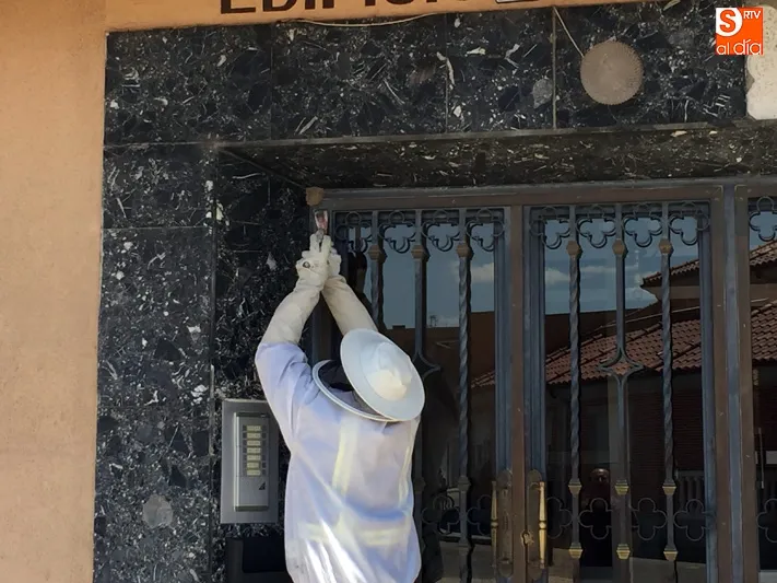 Foto 6 - Avispas comunes y posibles ejemplares de &lsquo;alfarera&rsquo; crean doble alarma en la ciudad este lunes