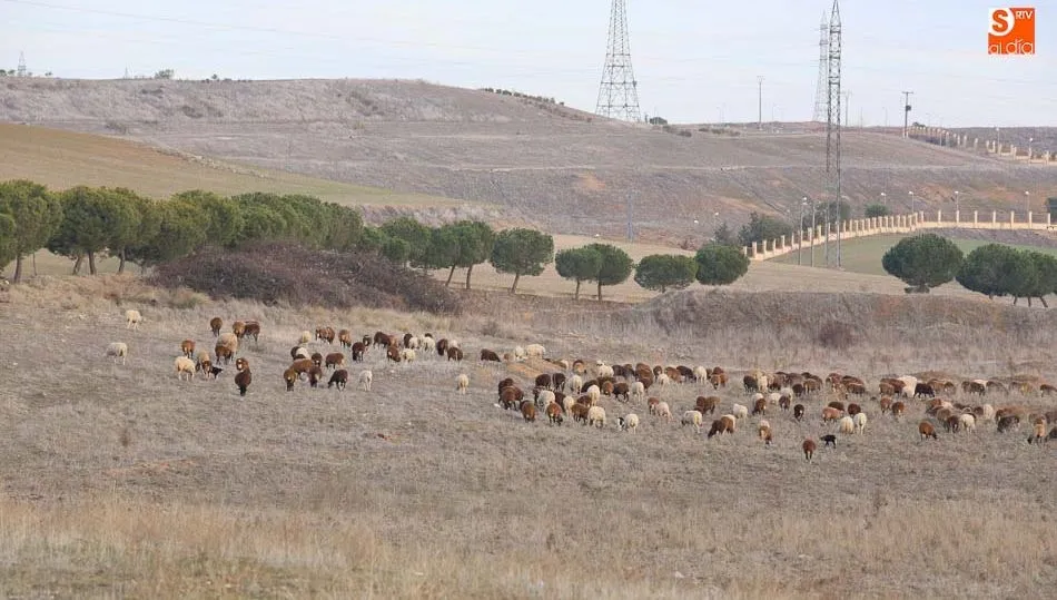 Sigue el descenso de explotaciones de ovino en la Comunidad. Foto: Alberto Martín