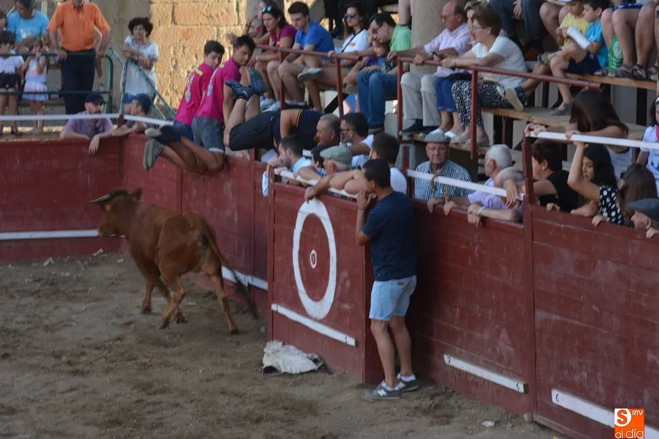 Foto 4 - Animada tarde taurina el d&iacute;a grande de las fiestas patronales de Sobradillo
