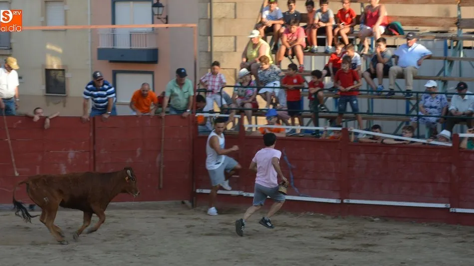 Foto 6 - Animada tarde taurina el d&iacute;a grande de las fiestas patronales de Sobradillo