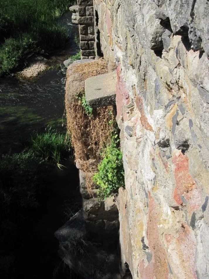 Foto 7 - Piden la limpieza de la vegetaci&oacute;n que crece sobre los monumentos salmantinos
