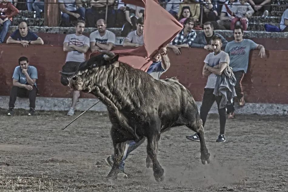 Foto 3 - Juan Francisco Mart&iacute;n, ganador del concurso de fotograf&iacute;a de la Asociaci&oacute;n Taurina de Vitigudino ...