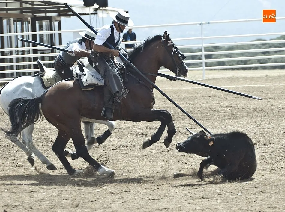 Foto 9 - En marcha el espect&aacute;culo del acoso y derribo con la Fundaci&oacute;n del Toro de Lidia como invitada  
