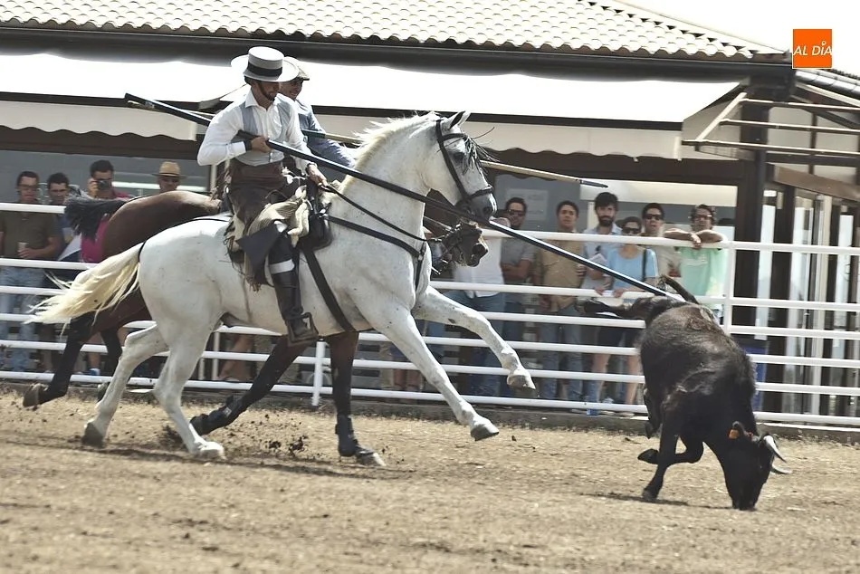 Foto 6 - En marcha el espect&aacute;culo del acoso y derribo con la Fundaci&oacute;n del Toro de Lidia como invitada  