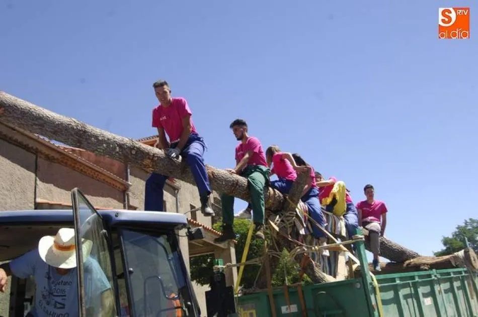 Imagen de los Quintos encima del pino en años anteriores | Foto Adrián Martín