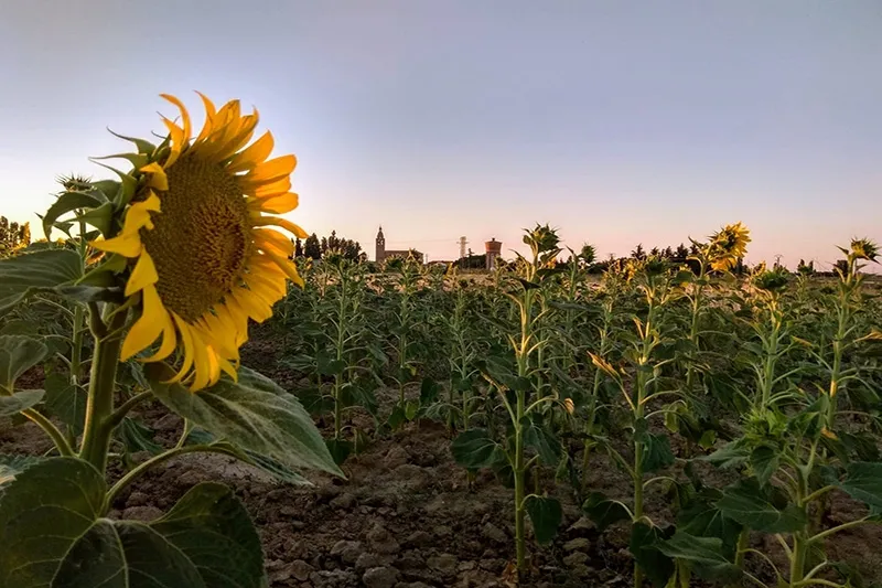 La imagen de Lucia se alzaba con el primer premio del Concurso de Rágama