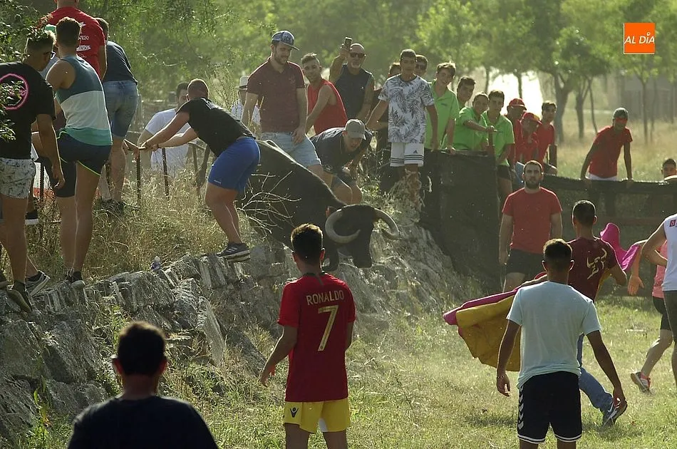 La vaca baja tras su intento de huida | Fotos Adrián Martín