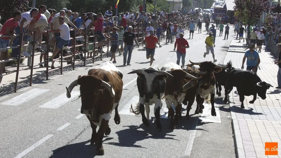 Este año, la ganadería de Valrubio vuelve con una novillada y el encierro correspondiente