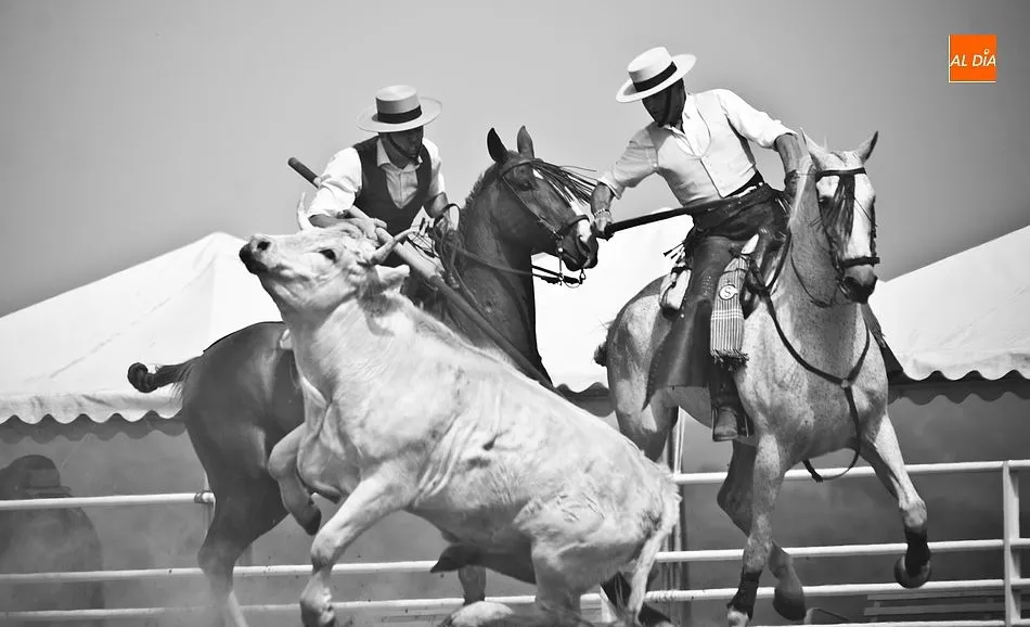 Foto 9 - La collera de Juan Pedro Torres y Mat&iacute;as Cabeza gana el igualad&iacute;simo 35&ordm; Concurso de Acoso y...