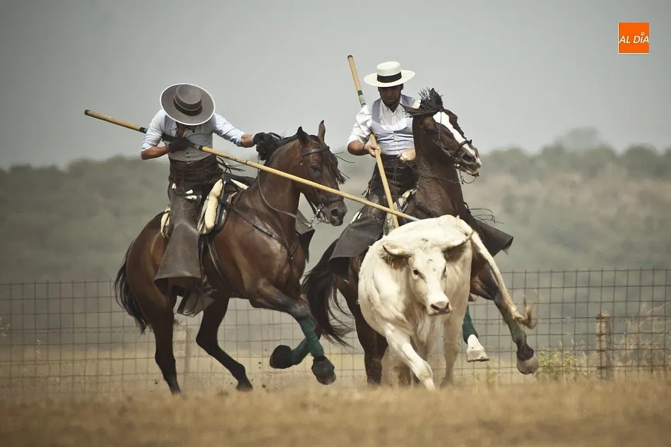 Foto 6 - La collera de Juan Pedro Torres y Mat&iacute;as Cabeza gana el igualad&iacute;simo 35&ordm; Concurso de Acoso y...