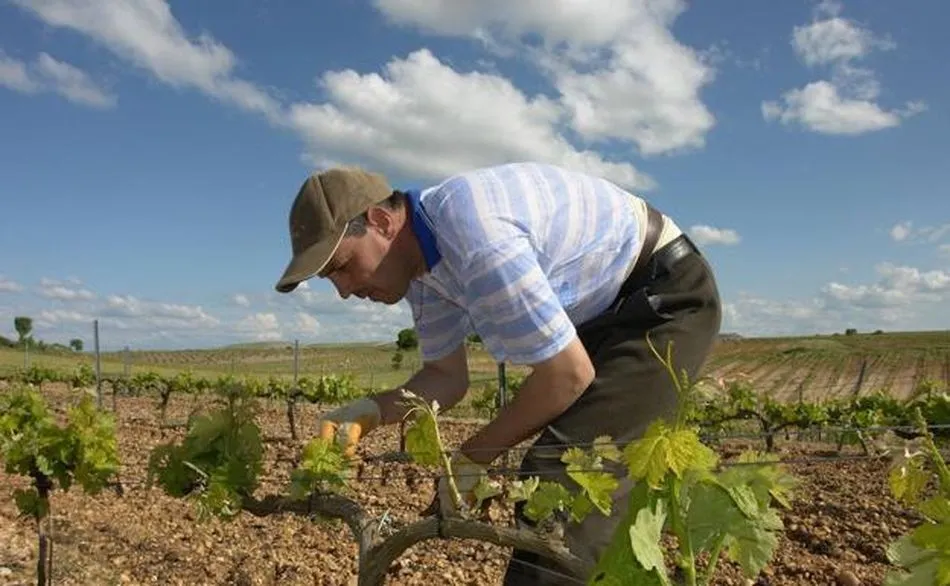 Constantin Neculai, durante sus trabajos de poda en unos viñedos de la Ribera de l Duero / REBECA RUANO / EL NORTE