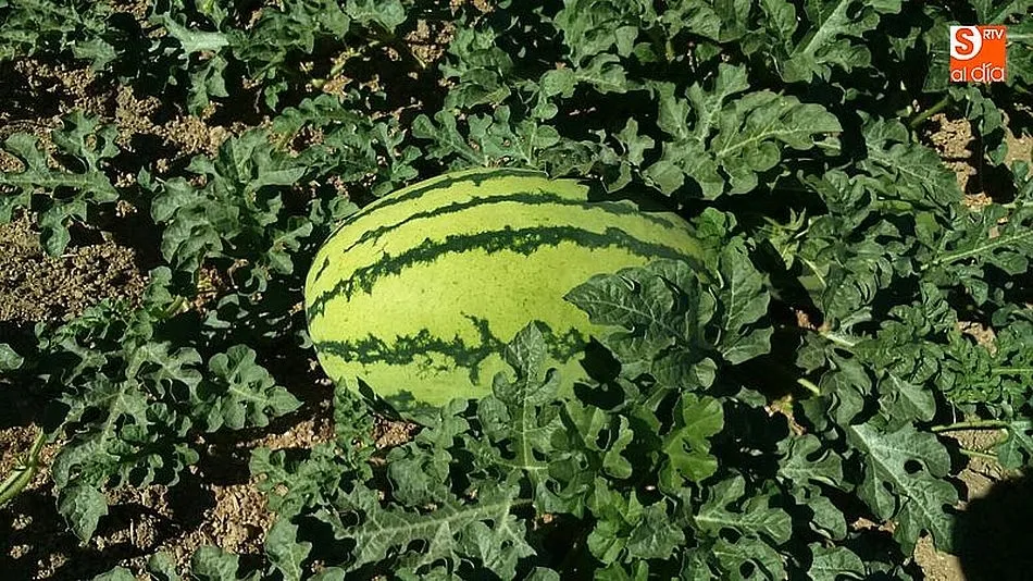 Foto 2 - El precio de la sand&iacute;a se dispara de la huerta a la mesa multiplicando su precio un 940%