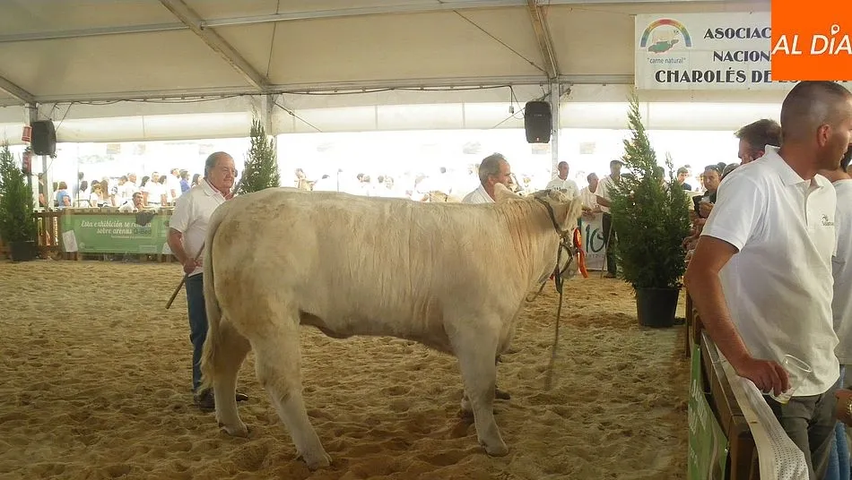 El concurso nacional de la raza charolesa llega a la XXX edición