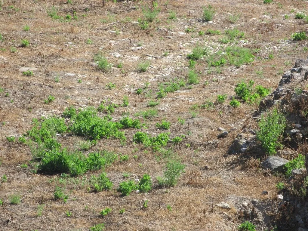 Foto 10 - La vegetaci&oacute;n se apodera de los restos arqueol&oacute;gicos situados a la intemperie  