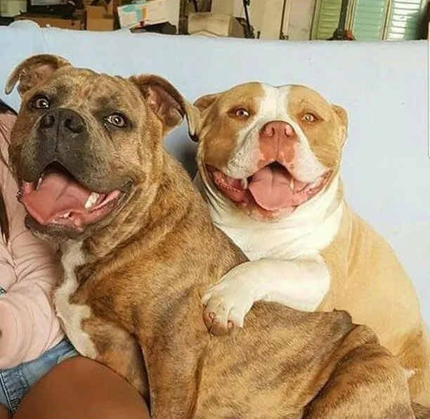 Se busca un perro robado en la zona de El Vado  