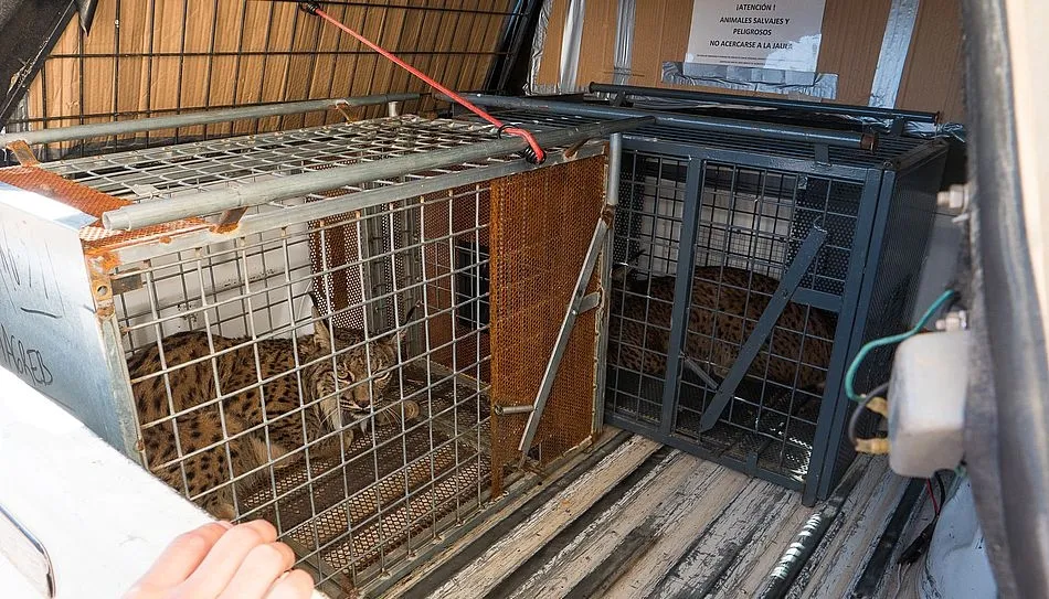 Traslado de los linces ibéricos a España