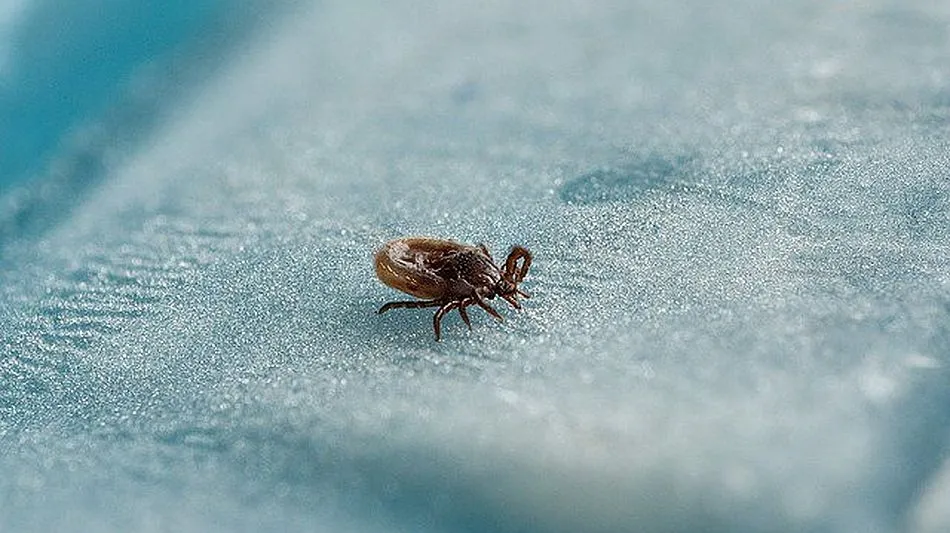 La mayor parte de las especies de garrapatas están activas en los meses cálidos