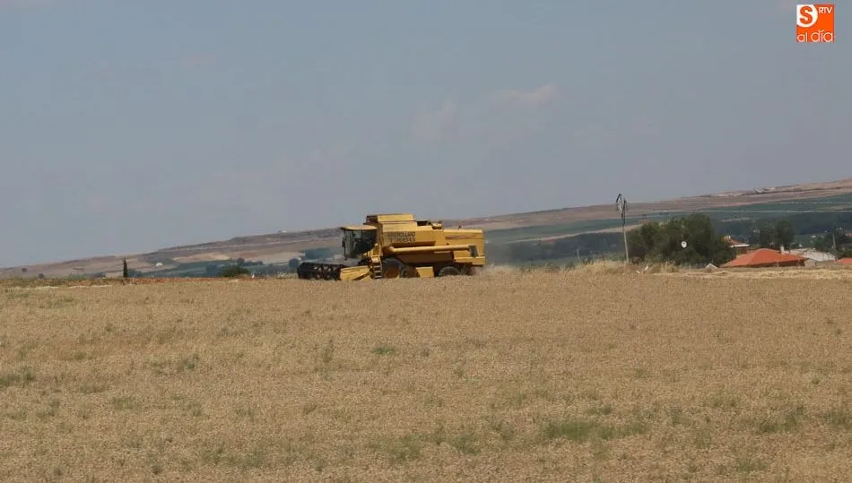 Las tormentas de junio dañaron el cereal en numerosas zonas de la Comunidad. Foto: Alberto Martín