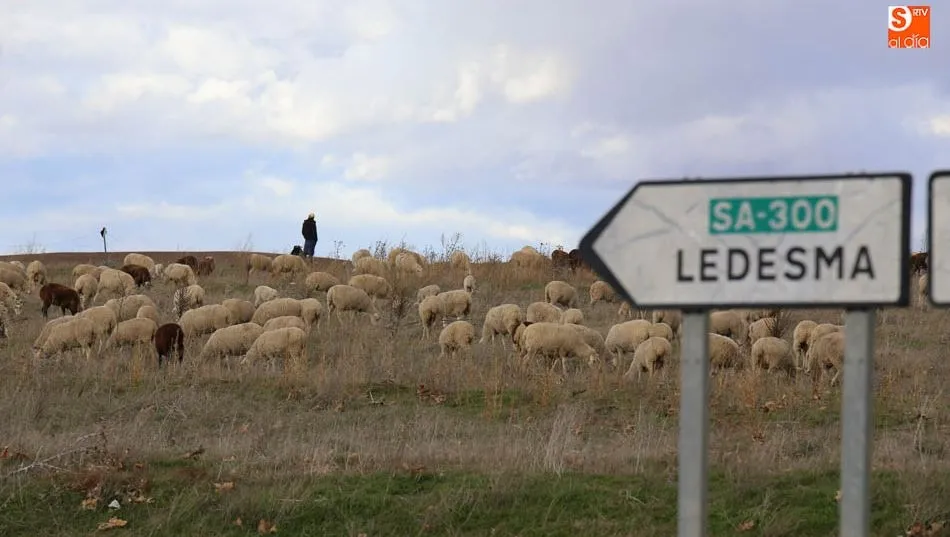 El precio de la leche de oveja hace 30 años, el doble que el actual. Foto: Alberto Martín