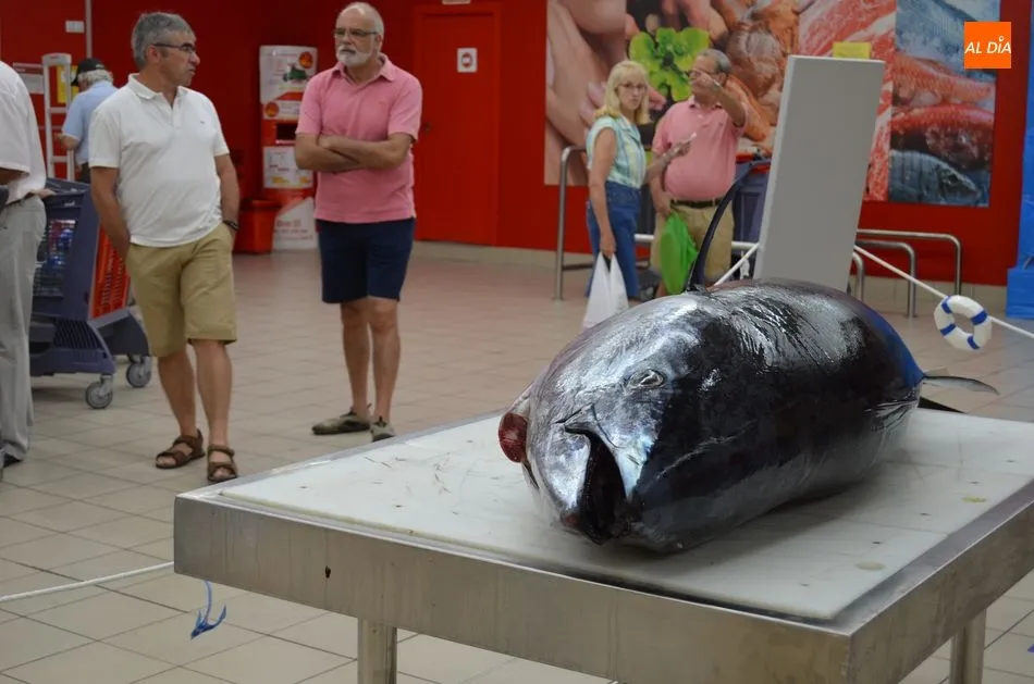Foto 5 - Los bejaranos contemplan en directo el ronqueo de un at&uacute;n rojo de 150 kilos  