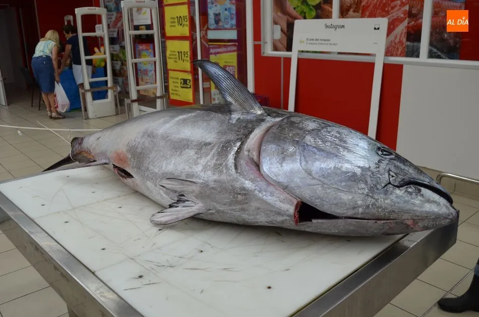 Foto 4 - Los bejaranos contemplan en directo el ronqueo de un at&uacute;n rojo de 150 kilos  