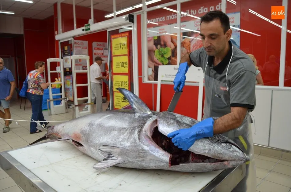 Foto 2 - Los bejaranos contemplan en directo el ronqueo de un at&uacute;n rojo de 150 kilos  