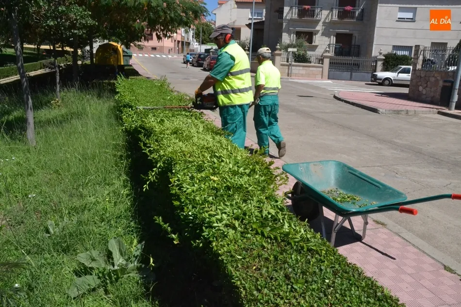 Foto 6 - Eh, s&aacute;canos una foto: Dejando a punto los setos  