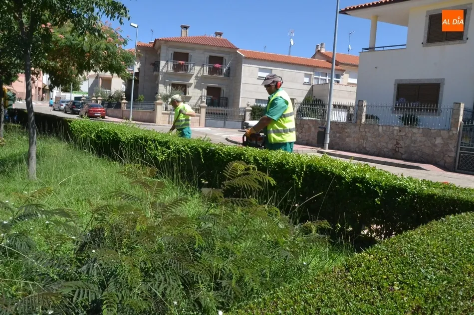 Foto 4 - Eh, s&aacute;canos una foto: Dejando a punto los setos  