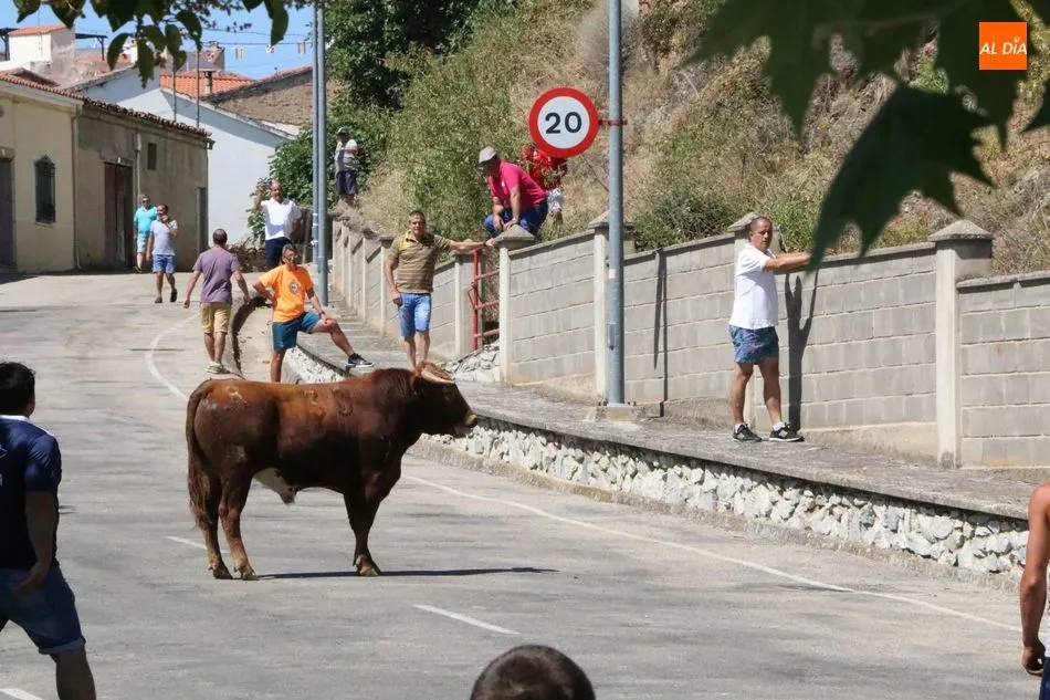Foto 10 - Peligroso encierro de los novillos de Valrubio en Saucelle  